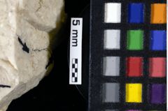 Foto (Detailansicht) von Goniodromites bidentatus (Reuss, 1858) (NHMW-GEO-1990-0041-0124)